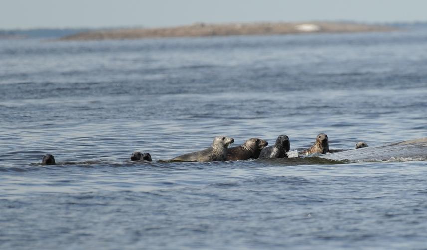 Grey seals.
