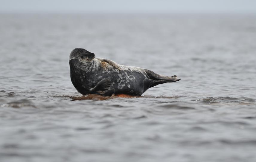Ringed seal.