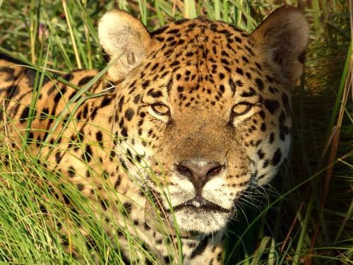 Nahuel, first male in breeding program. © Belen Avila.