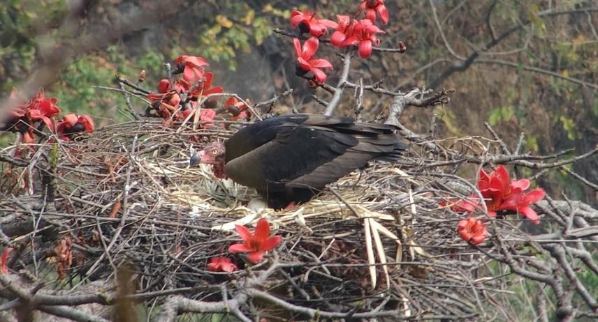 Red-headed vulture in nest.