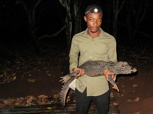 Emmanuel Amoah holding a West African dwarf crocodile.