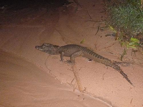 West African dwarf crocodile (Osteolaemus sp. nov. cf.  tetraspis).