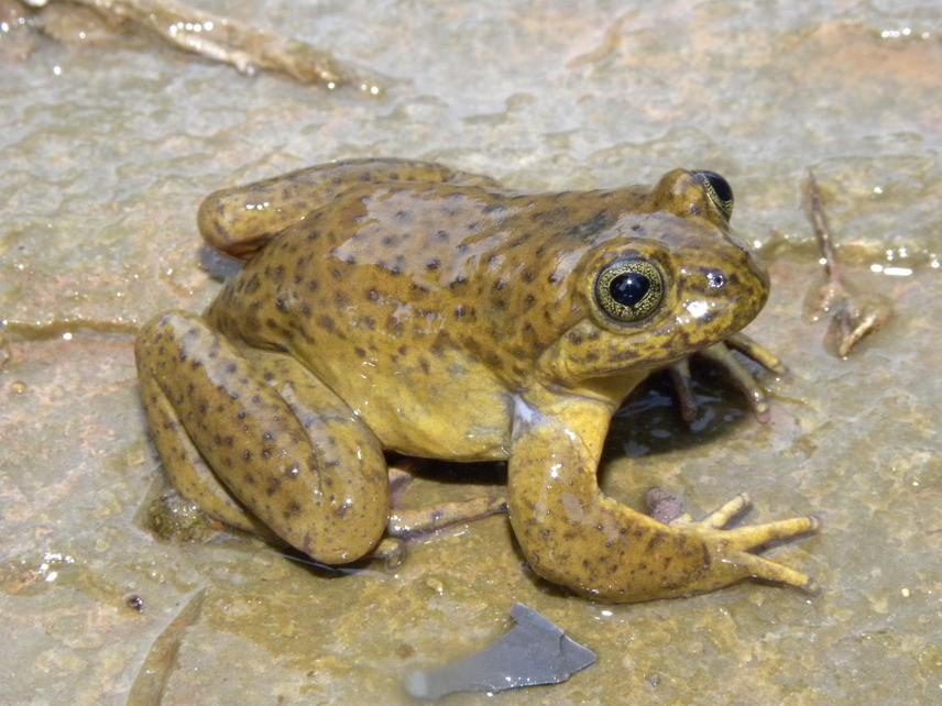 Telmatobius oxycephalus.
