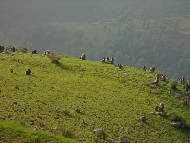 Resting of hamadryas baboons and geladas towards sunset.
