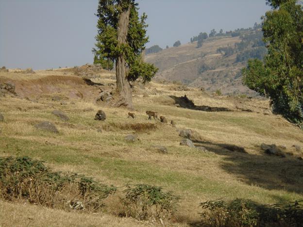 The smallest group of hamadryas baboons foraging outside the park.