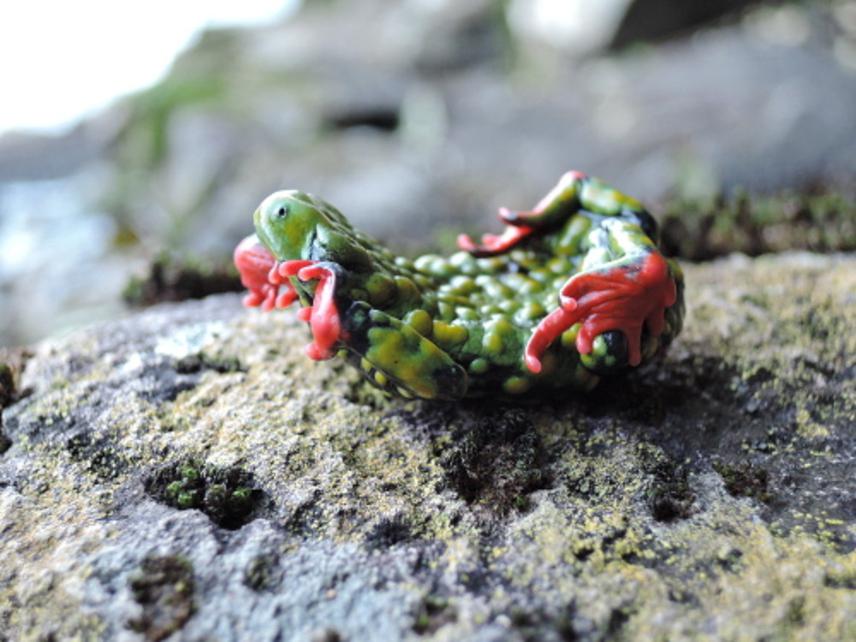 Defensive behavior of Melanophryniscus genus, unken reflex. © Luis Fernando Marin da Fonte