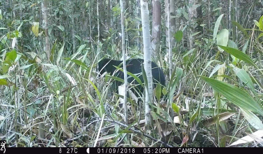 Sun bear (Helarctos malayanus).