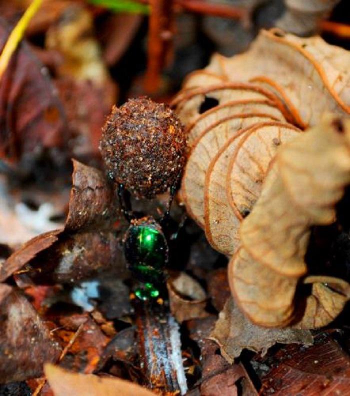 A telecoprid dung beetle specie (Canthon prasinus) in Atlantic forest of Southern Bahia.