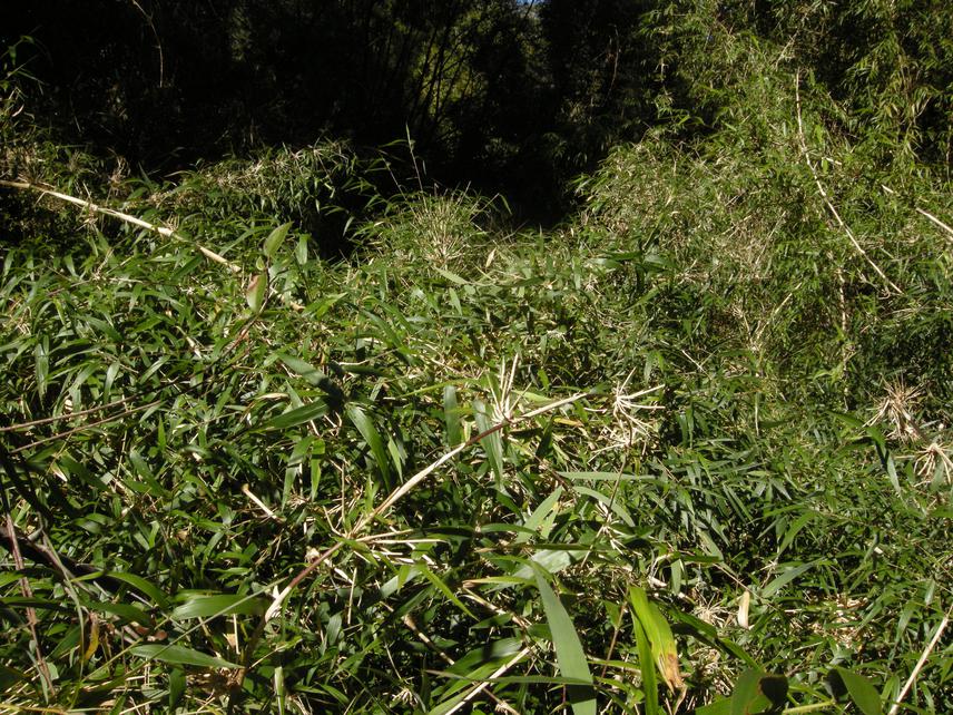 Above bamboo thicket.