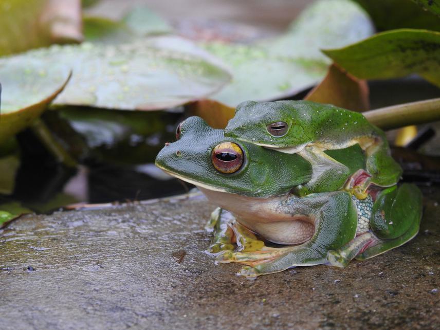 R. malabaricus pair.