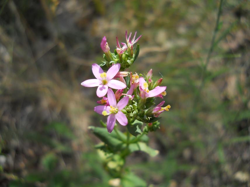 Centaurium erythraea detail. ©Ana Ostojic.