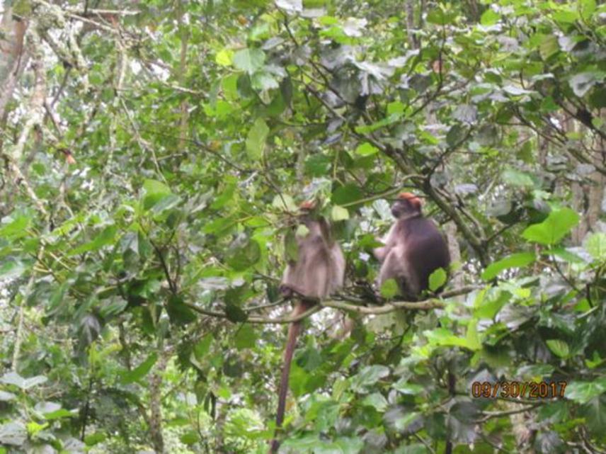 Red Colobus.