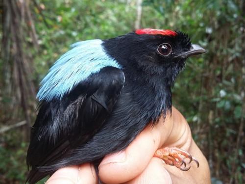 Blue-backed Manakin (Chiroxiphia pareola).
