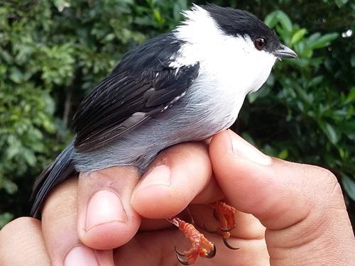 Manacus manacus (White-bearded Manakin).