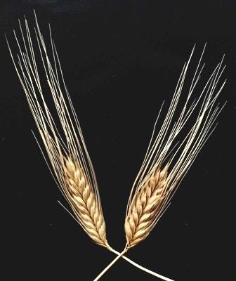 Triticum timopheevii Zhuk. © Meri Shalamberidze,2017.