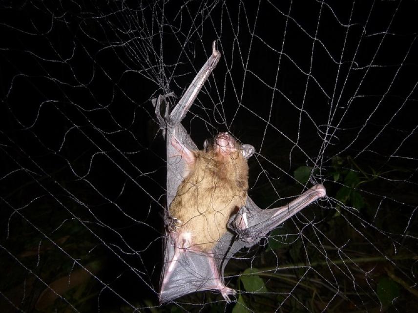 Scotophilus nucella captured in a mist net.