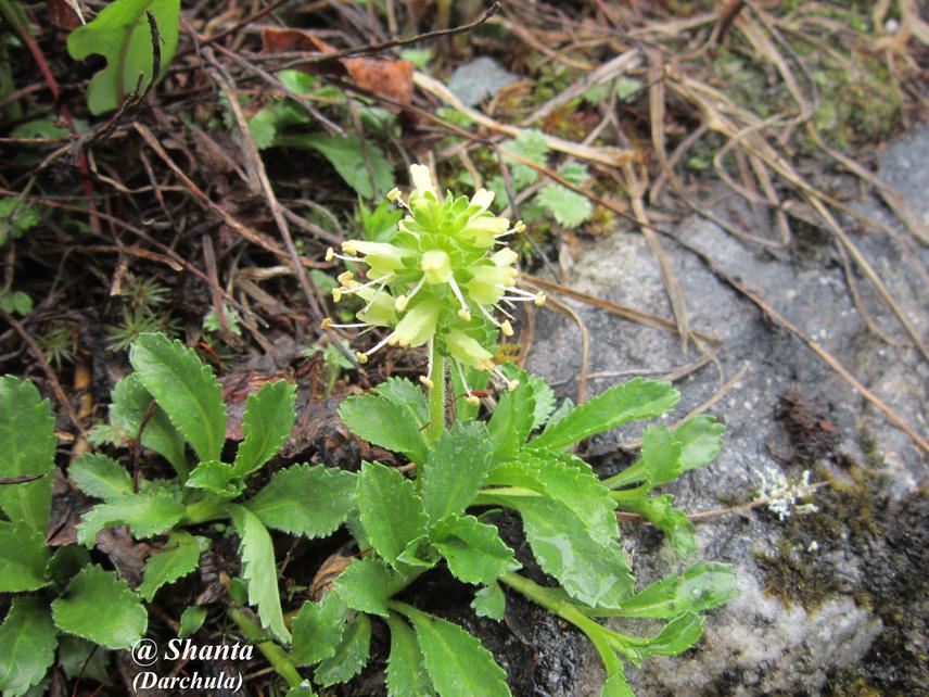 Neopicrorhiza scrophularifolia.