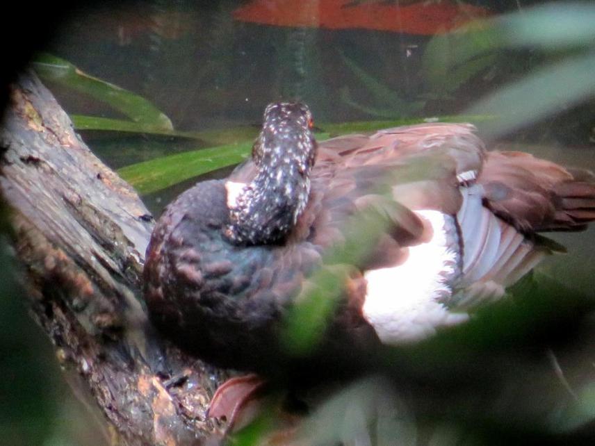 White-winged Duck.