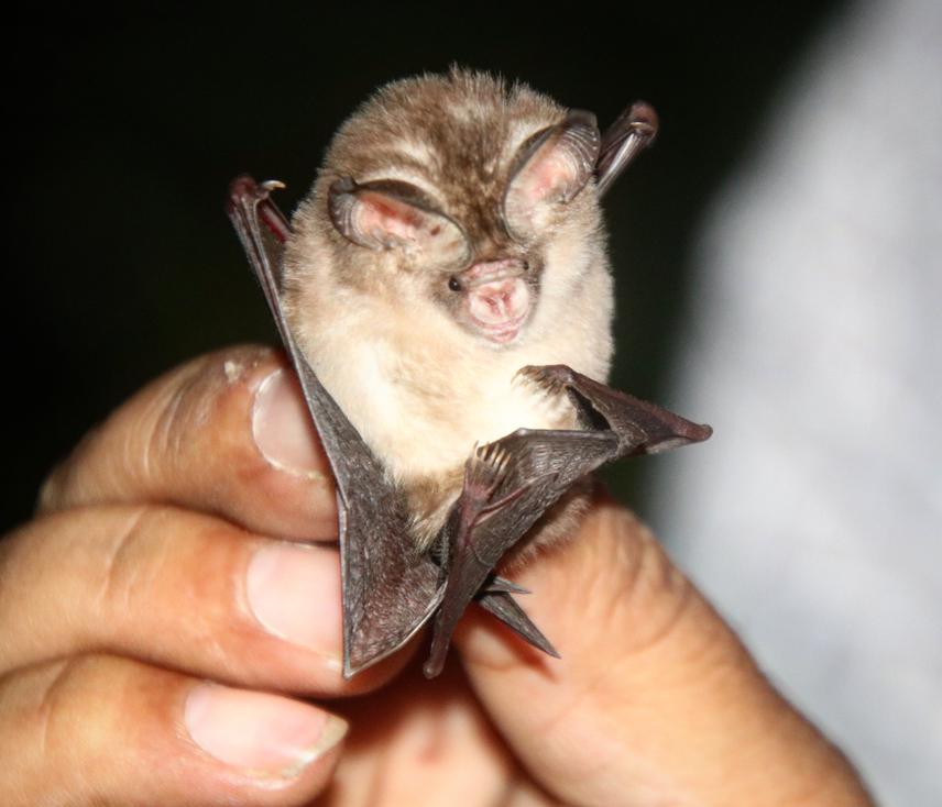 Hipposideros cineraceous captured at Ranipauwa Myagdi.