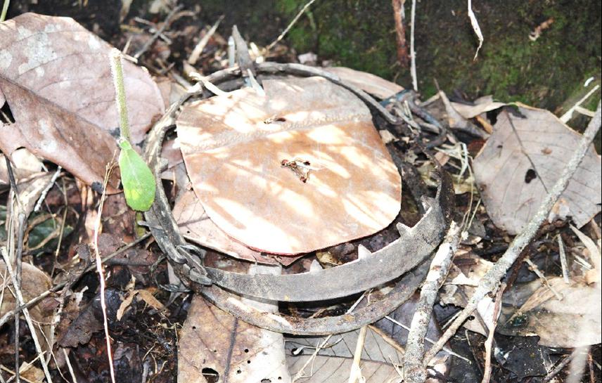 Hunting Techniques for Chinese pangolin.
