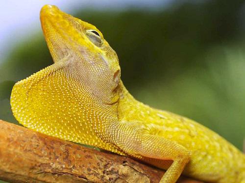 A. oculatus (male).