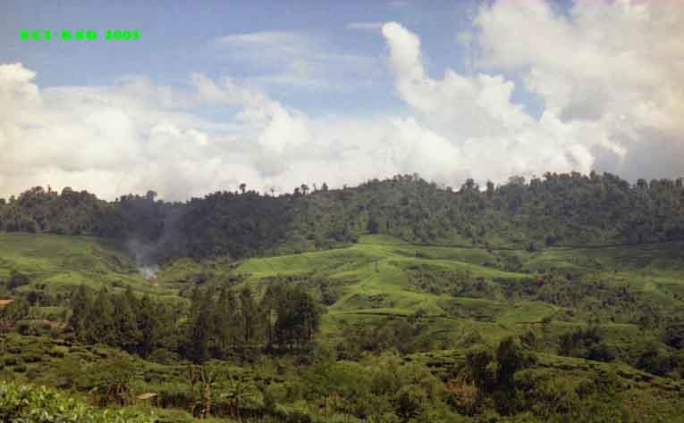 Leopard habitat.