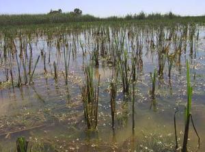 Different wetland types found in the study area.
