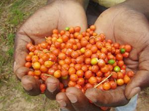 Rauvolfia vomitoria mature fruits harvested by the research team