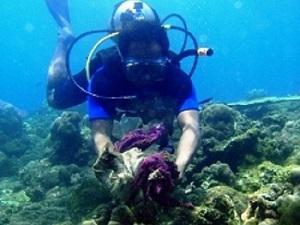 Clean-up the MMA by the MMA diver.