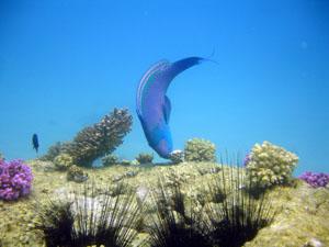 Parrotfish grazing on favia.