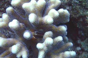 Trapezia crab in Stylophora.