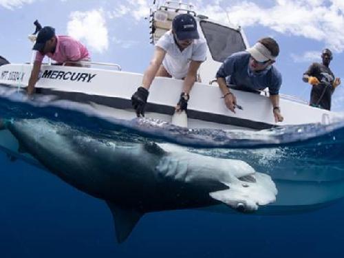 Hammerhead being tagged.