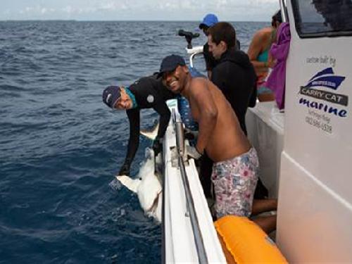 Master students tagging sharks.