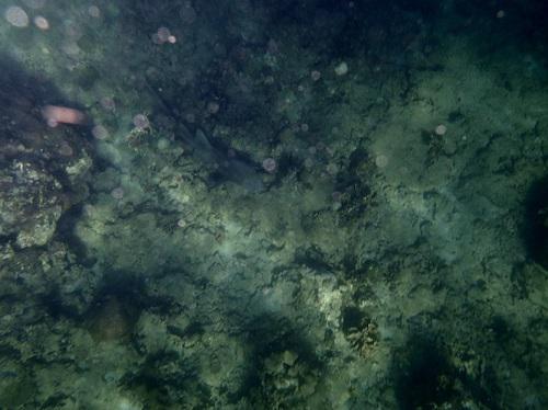 Even with great visibility our study subjects can sometimes be difficult to see when they blend in with their surroundings. Can you spot the nurse shark we saw during one of our snorkeling transects? © Megan Chevis