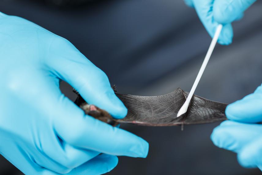 Swabbing a Myotis chiloensis to collect DNA of micro-flora and fauna on the wings, and later screening for the presence of the white-nose syndrome fungus.