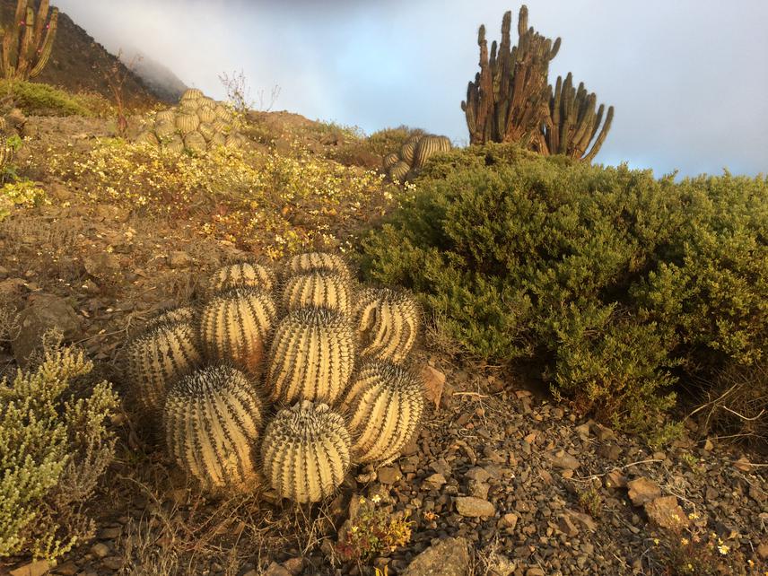 Plant community at a Loma near Taltal.©Gisela Stotz.