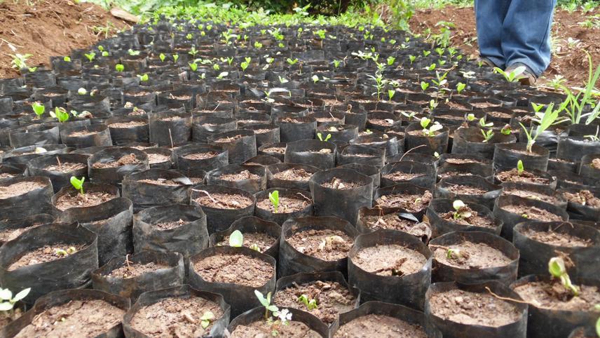 D. caffra during germination  95% success; © Wilson Frank Maanga.