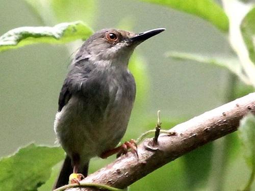 Longbilled tailorbird (Artisornis Moreaui). © BirdLife International