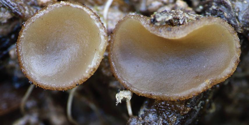 Peziza ampliata