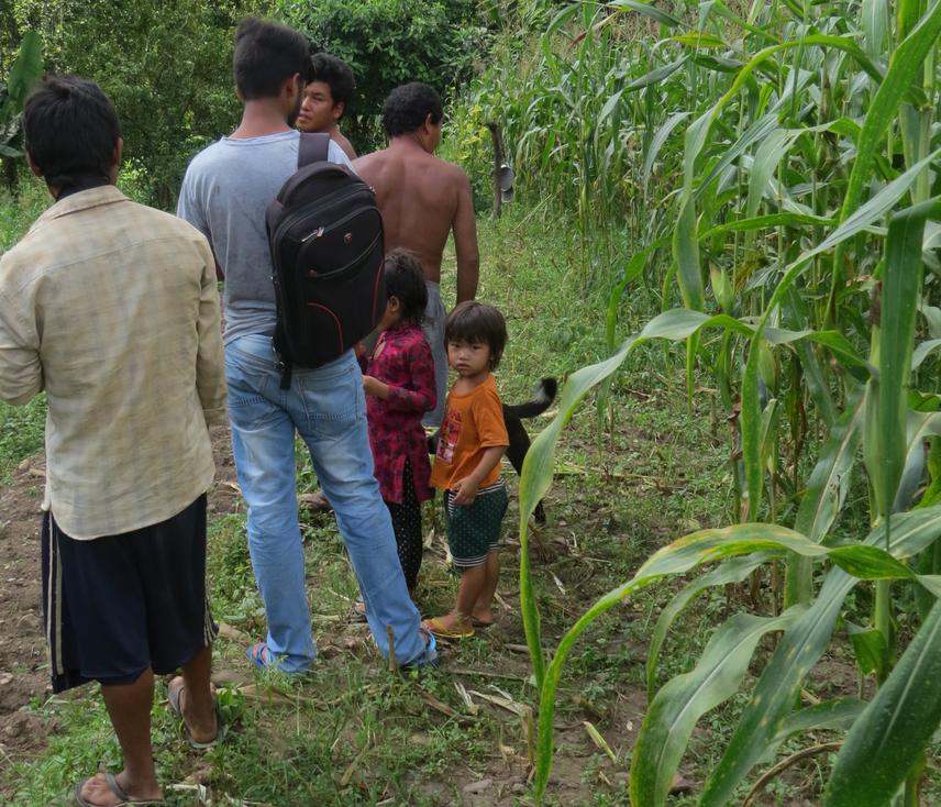 Observing the maize farmland damaged by Wild Bore.