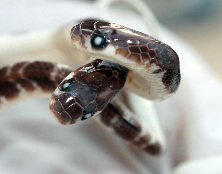 Closeup view of the heads of a dicephalic Common Krait (Bungarus caeruleus) from Kawasoti, Nepal. © Kamal Devkota.