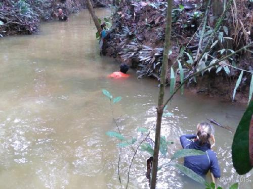 Sampling at site where Pseudodon walpolei has been reported.