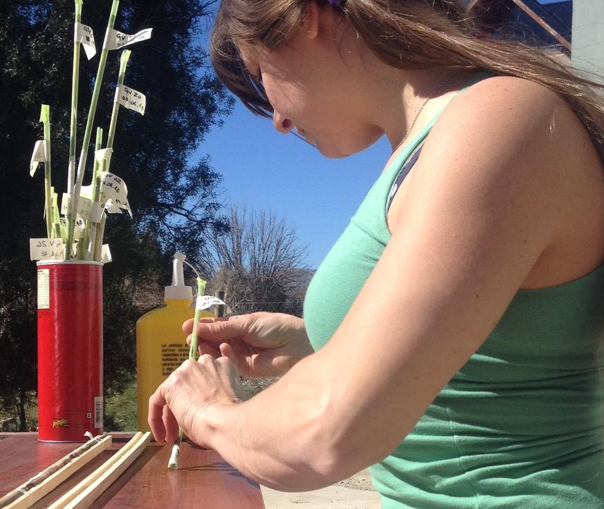 Natalie mounting the core samples.