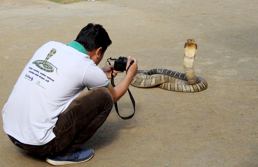 Researcher photographing a rescued King Cobra at Division Forest Office, Palpa.