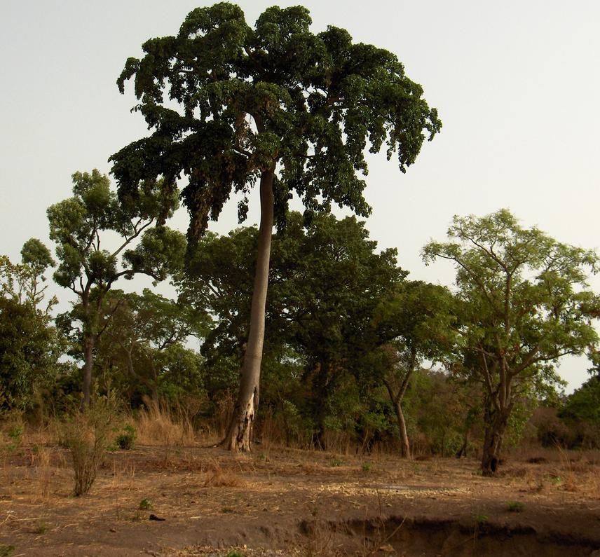 Iroko tree in natural habitat.