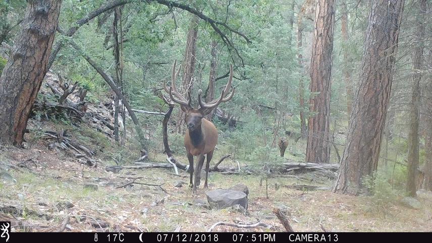 Elk - Cervus canadensis. ©UNAM-PAPIITI.