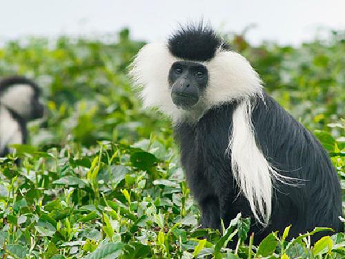 Primate in Gishwati.