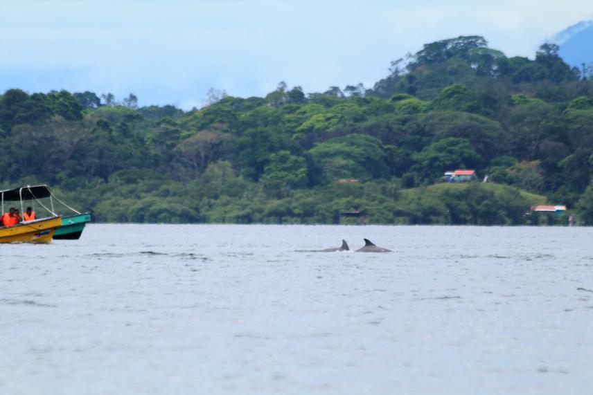 Boat approaching to dolphins. © Betzi Pérez