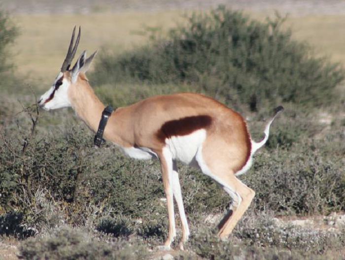 One of the collared springboks in the Kalahari Transfrontier Park.