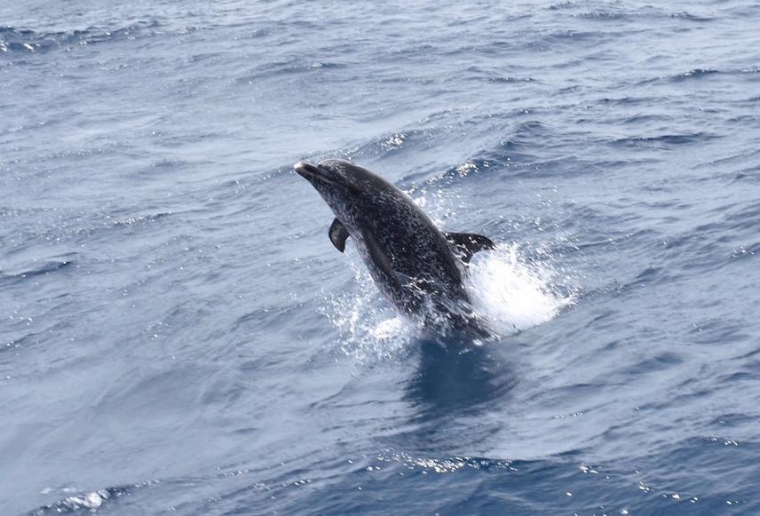 Adult of spotted Atlantic dolphins jumping out of the water.